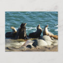 Recherche de otaries cartes postales Californie