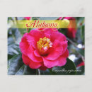 Recherche de camélias cartes postales Rose
