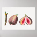 Recherche de figues posters Illustration