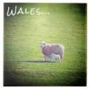 Recherche de agneau carreaux Ferme