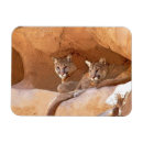 Recherche de puma magnets Animal