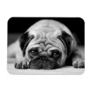 Recherche de tristesse magnets Carlin