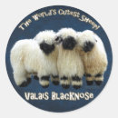 Recherche de brebis autocollants Valais blreconnaît brebis