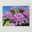 Recherche de rhododendron cartes postales Arbre