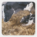 Recherche de tête vache autocollants Agriculture