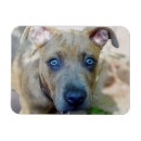 Recherche de pitié magnets Chiot