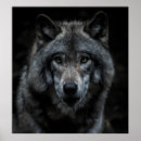 Recherche de noir loups posters Nature
