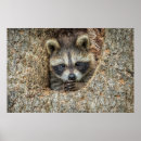 Recherche de ratons laveurs posters Animaux