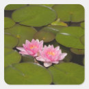 Recherche de de nénuphar autocollants Floraison