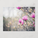 Recherche de magnolia cartes postales Pour elle