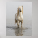 Recherche de cheval de camargue posters Superstock