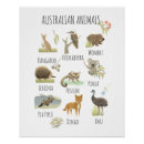 Recherche de australien posters Kangourou