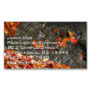Recherche de automne photographie Eau