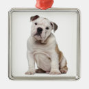 Recherche de chiot de bouledogue ornements Animal