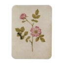 Recherche de rosa magnete Botanique