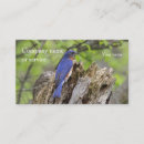 Recherche de oiseaux bleus orientaux Nature