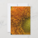 Recherche de joli tournesol cartes postales Jardin