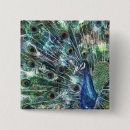 Recherche de paon badges Aquarelle