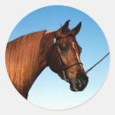 Recherche de châtaigne autocollants Équin