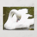 Recherche de lac des cygnes cartes postales Oiseau