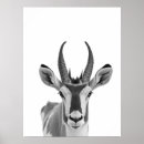 Recherche de antilopes Désert