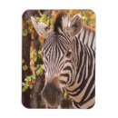 Recherche de zèbre magnets Africain