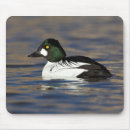 Recherche de birder tapis souris Birding
