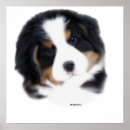 Recherche de sennenhund posters Berner