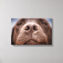 Recherche de labrador retriever art Pet