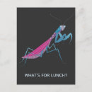 Recherche de entomologie cartes postales Bogue