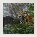 Recherche de jaguar puzzles Taches
