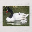 Recherche de cygne noir cartes postales Faune