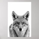 Recherche de coyotes posters Aquarelle