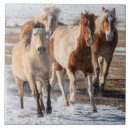 Recherche de troupeau carreaux Ranch