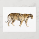 Recherche de dessin animal cartes postales Tigre