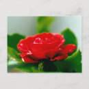 Recherche de énergie photographie Fleurs