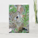 Recherche de salutation de lapin de pâques Anniversaire