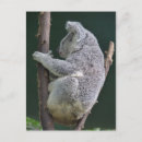 Recherche de koala câlin cartes postales Mignonne