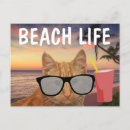 Recherche de chat lunettes soleil cartes postales Plage