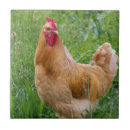 Recherche de coq photographie Animaux