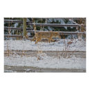 Recherche de coyotes posters Faune