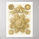 Recherche de oursin posters Ernst haeckel