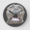 Recherche de cane corso art Mastiff