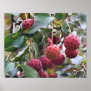 Recherche de comestible posters Rouge