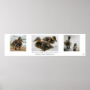 Recherche de caneton posters Photographie