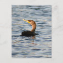Recherche de cormoran cartes postales Photographie