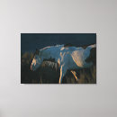Recherche de pinto impressions sur toile Étalon