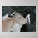 Recherche de race de cheval posters Réunion
