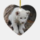 Recherche de lion blanc Lions