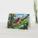 Recherche de cardinal photographie Nature